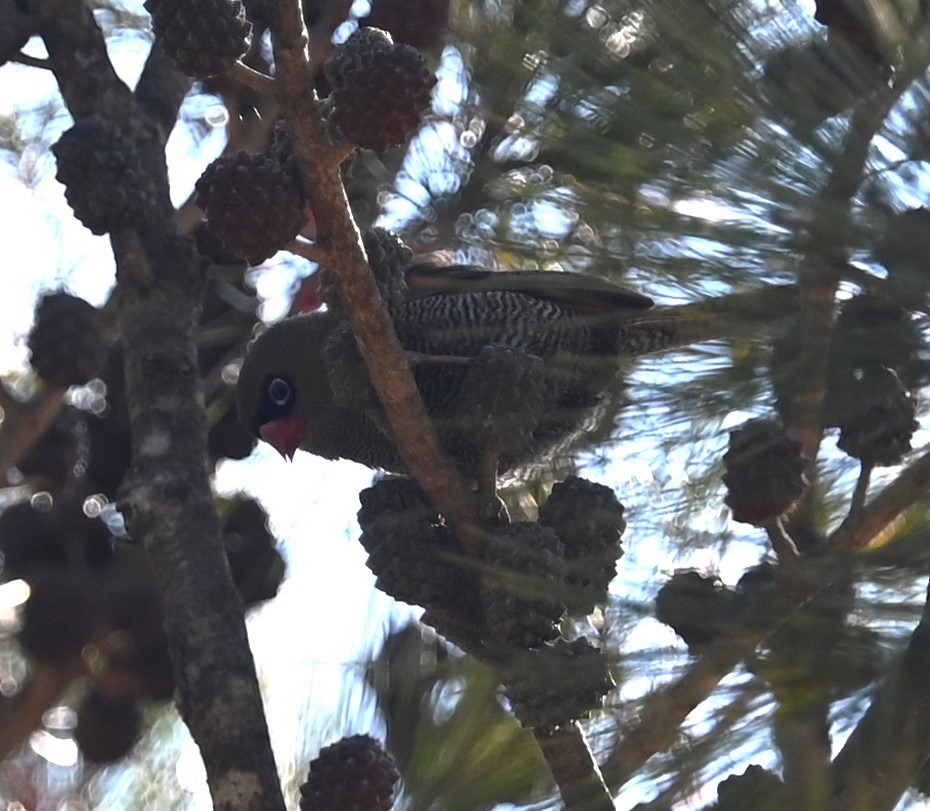 Beautiful Firetail - ML640401777