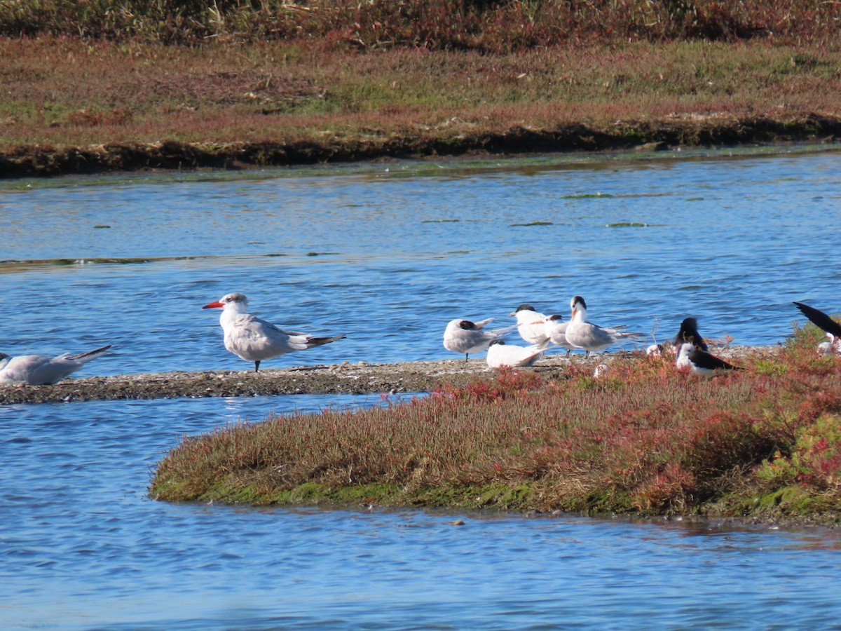 rybák oranžovozobý - ML640401783