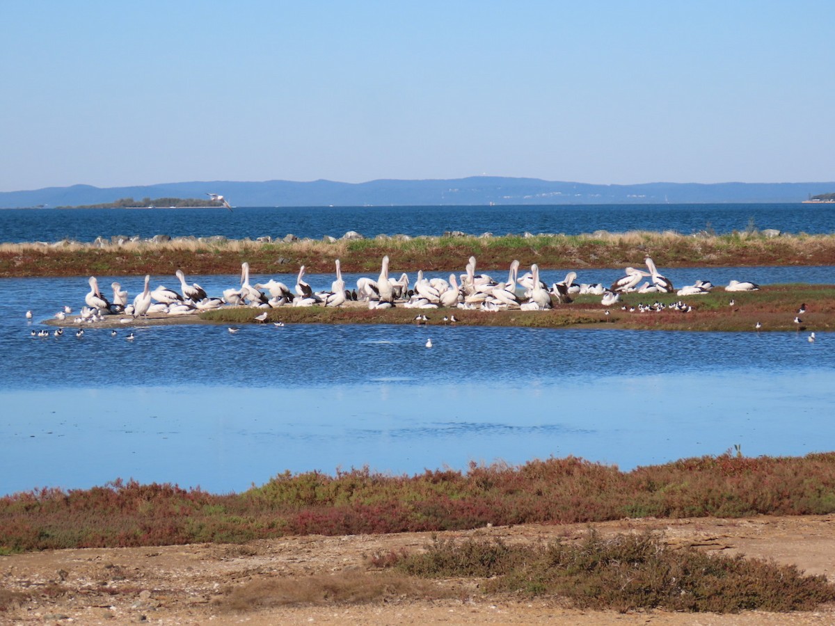 pelikán australský - ML640401786