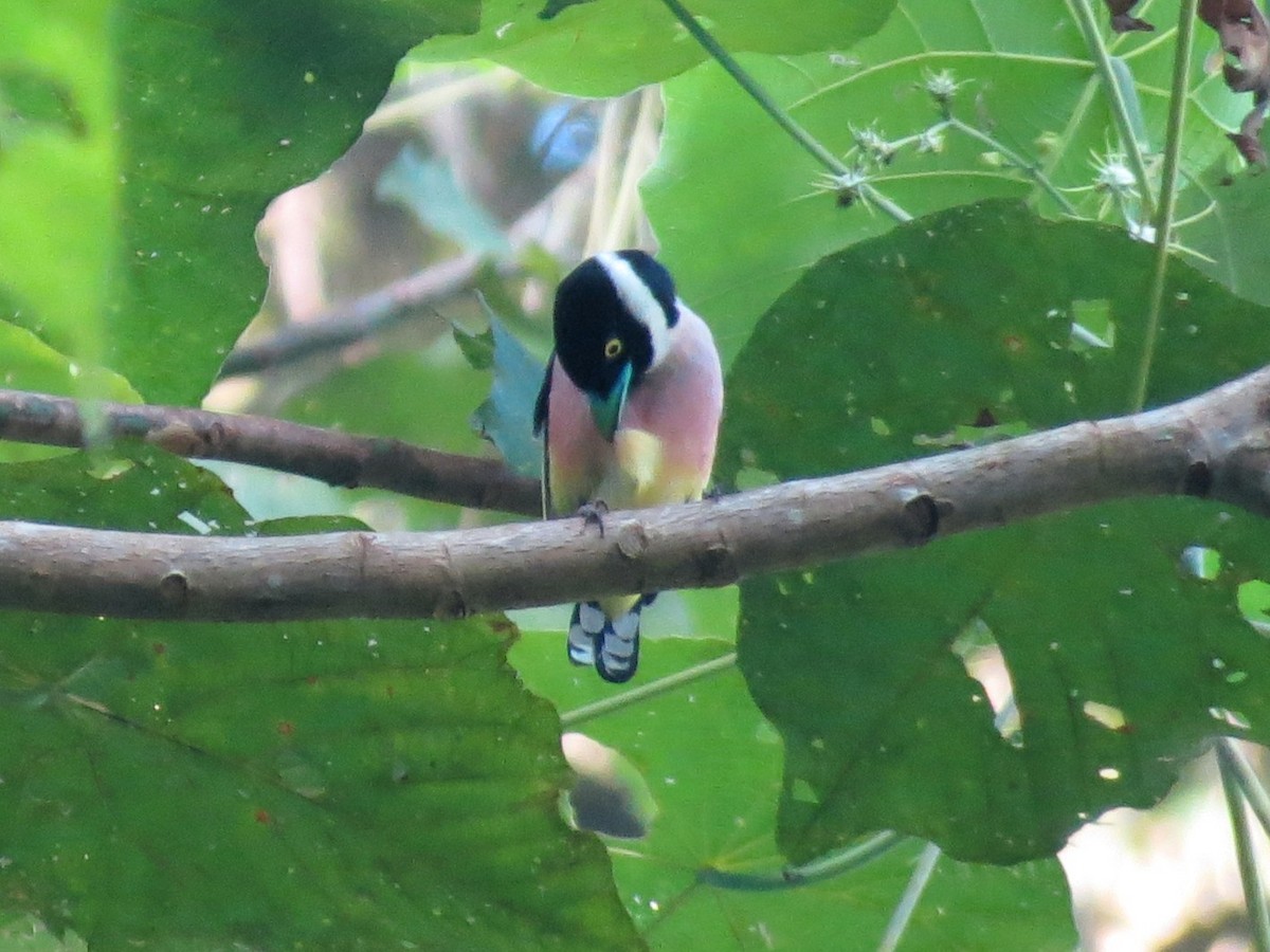 Black-and-yellow Broadbill - ML640401788