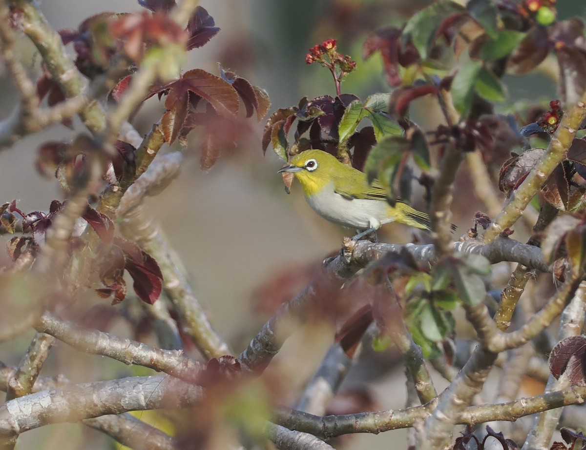 Ashy-bellied White-eye (Ashy-bellied) - ML640401891