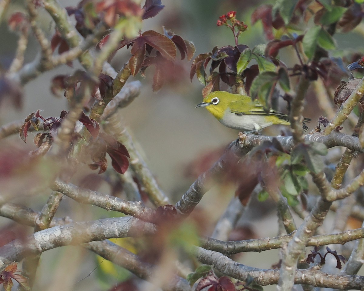 Ashy-bellied White-eye (Ashy-bellied) - ML640401893