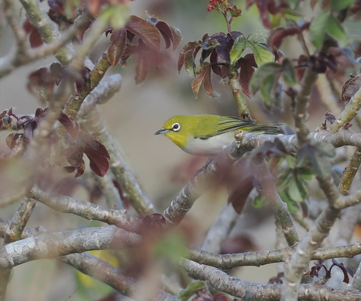 Ashy-bellied White-eye (Ashy-bellied) - ML640401901
