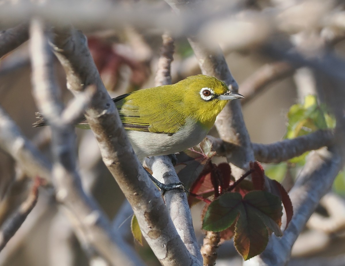Ashy-bellied White-eye (Ashy-bellied) - ML640401930