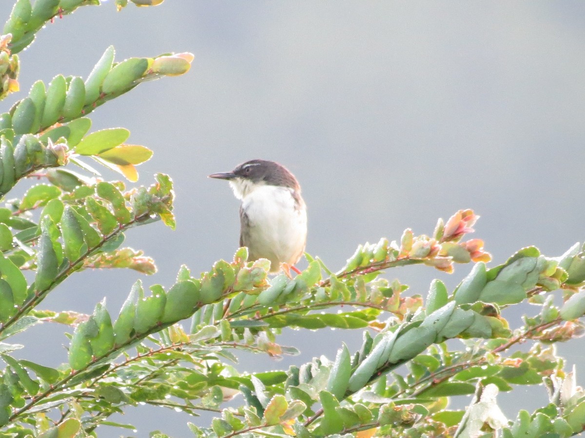 Yellow-bellied Prinia - ML640401945