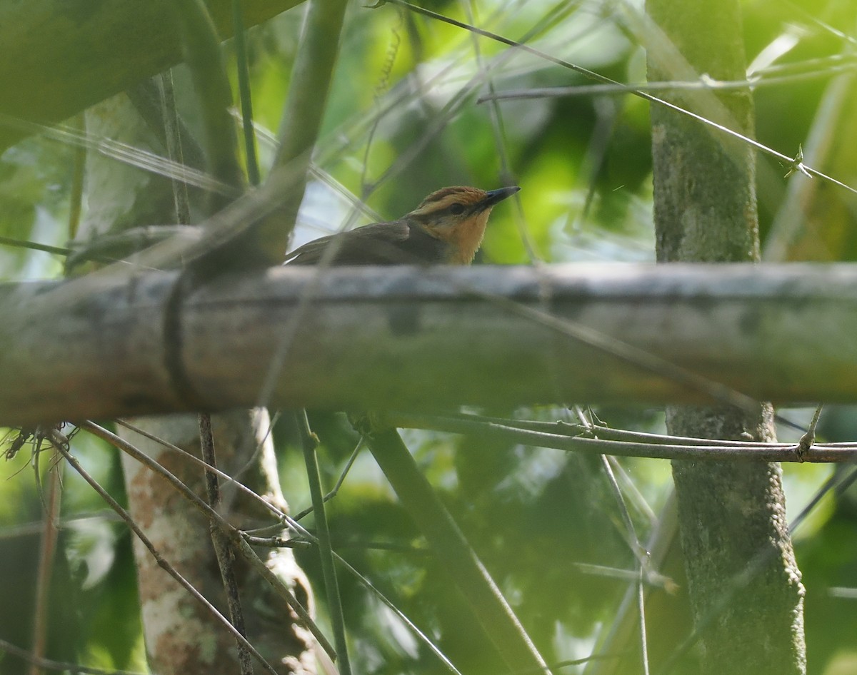 Buff-banded Bushbird - ML640401966