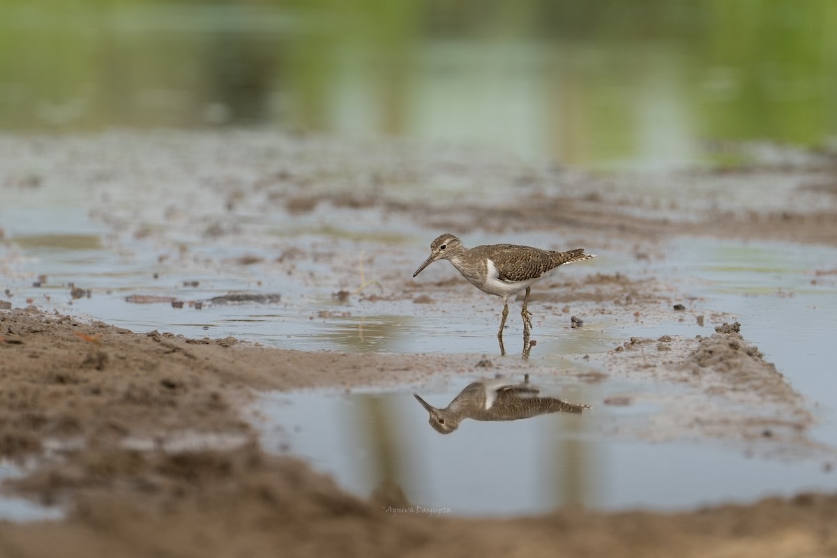 strandsnipe - ML640401990