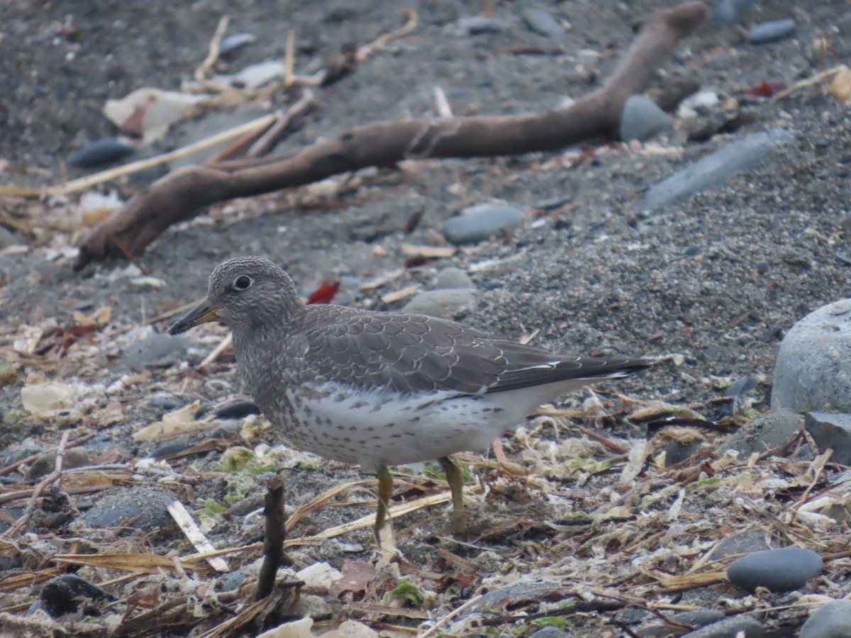 Surfbird - ML640401998