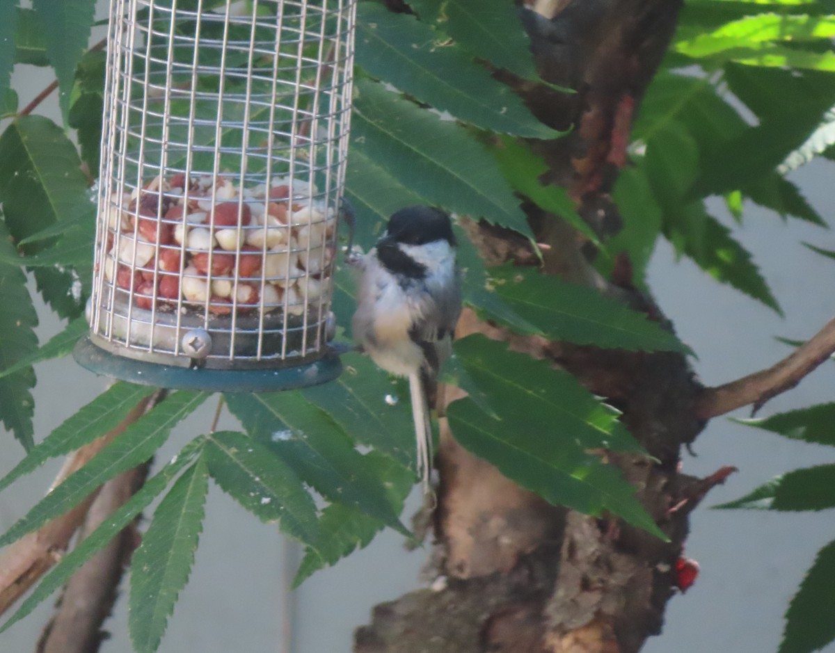 Black-capped Chickadee - ML640402006