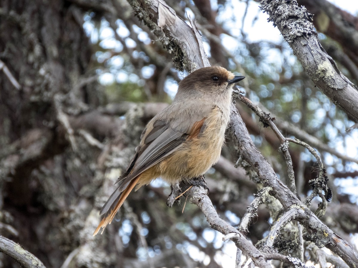 Siberian Jay - ML640402041