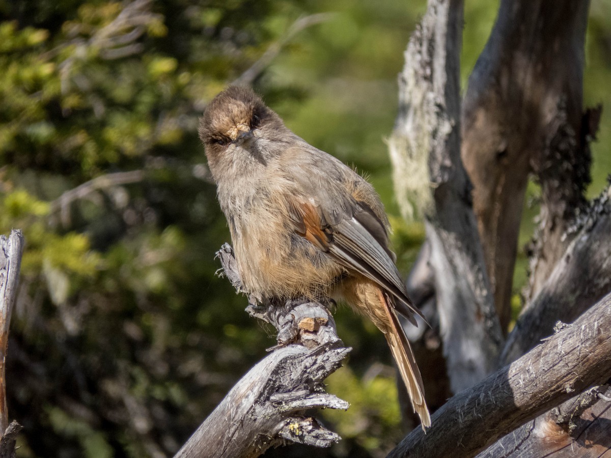 Siberian Jay - ML640402043