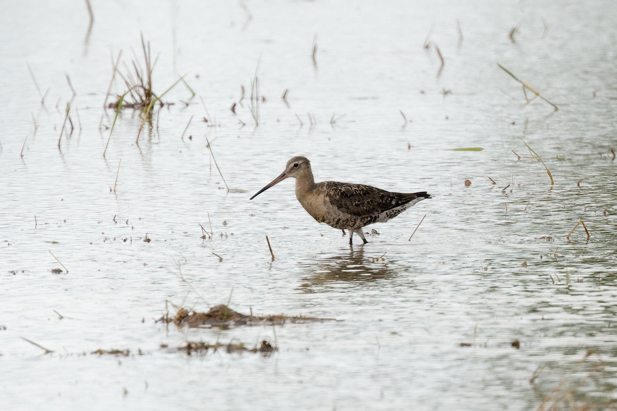 Black-tailed Godwit - ML640402047