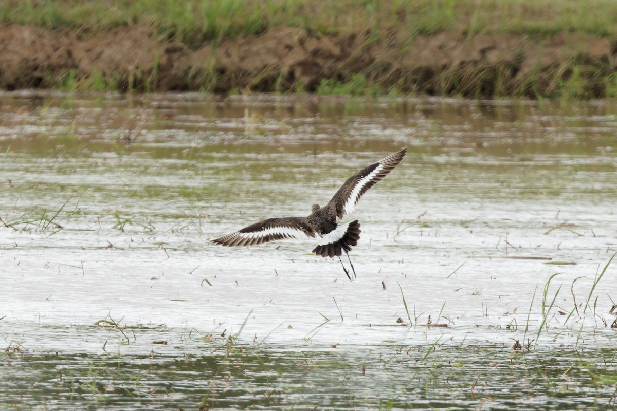 Black-tailed Godwit - ML640402048