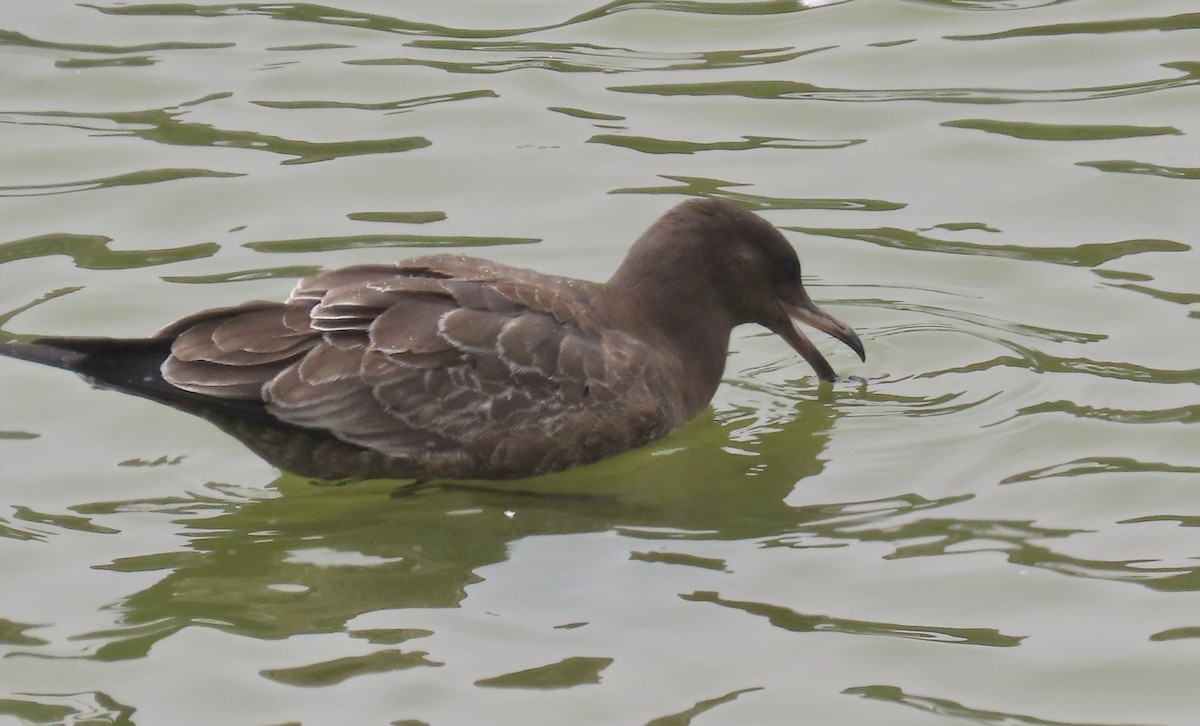 Heermann's Gull - ML640402092
