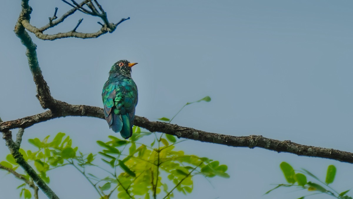Asian Emerald Cuckoo - ML640402182
