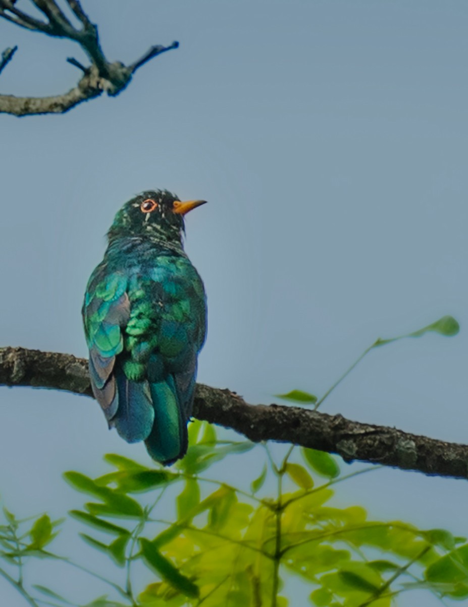 Asian Emerald Cuckoo - ML640402183