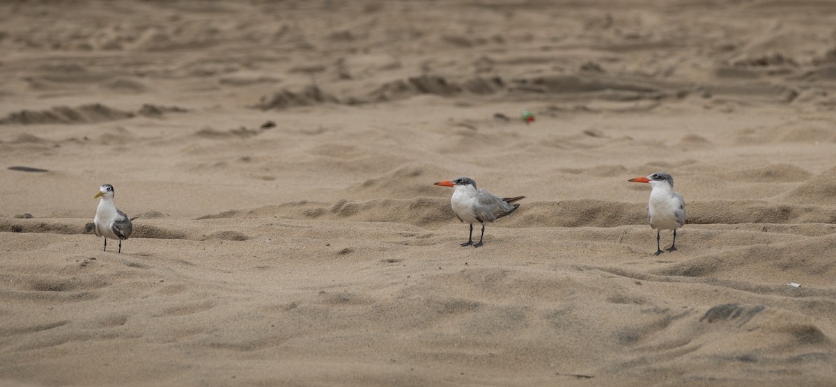 Caspian Tern - ML640402186