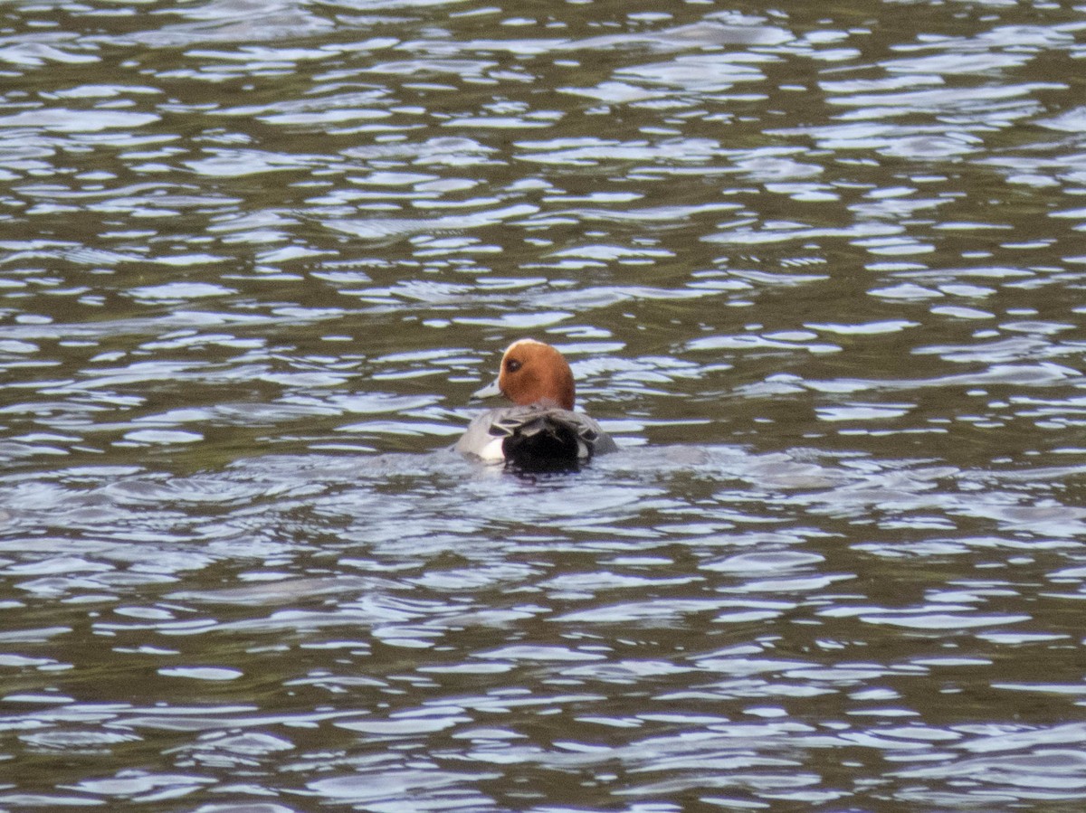 Canard siffleur - ML640402190