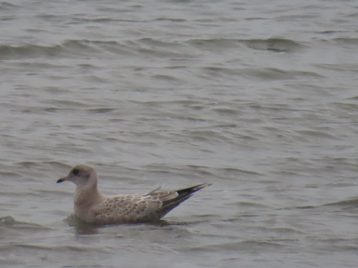 Short-billed Gull - ML640402239