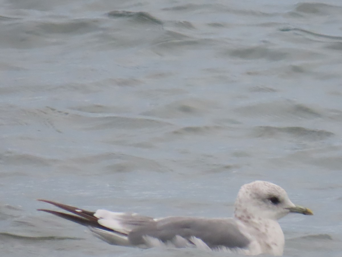 Short-billed Gull - ML640402242