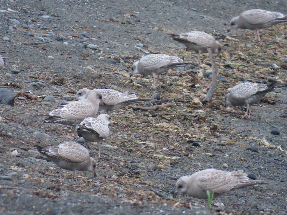 Short-billed Gull - ML640402247