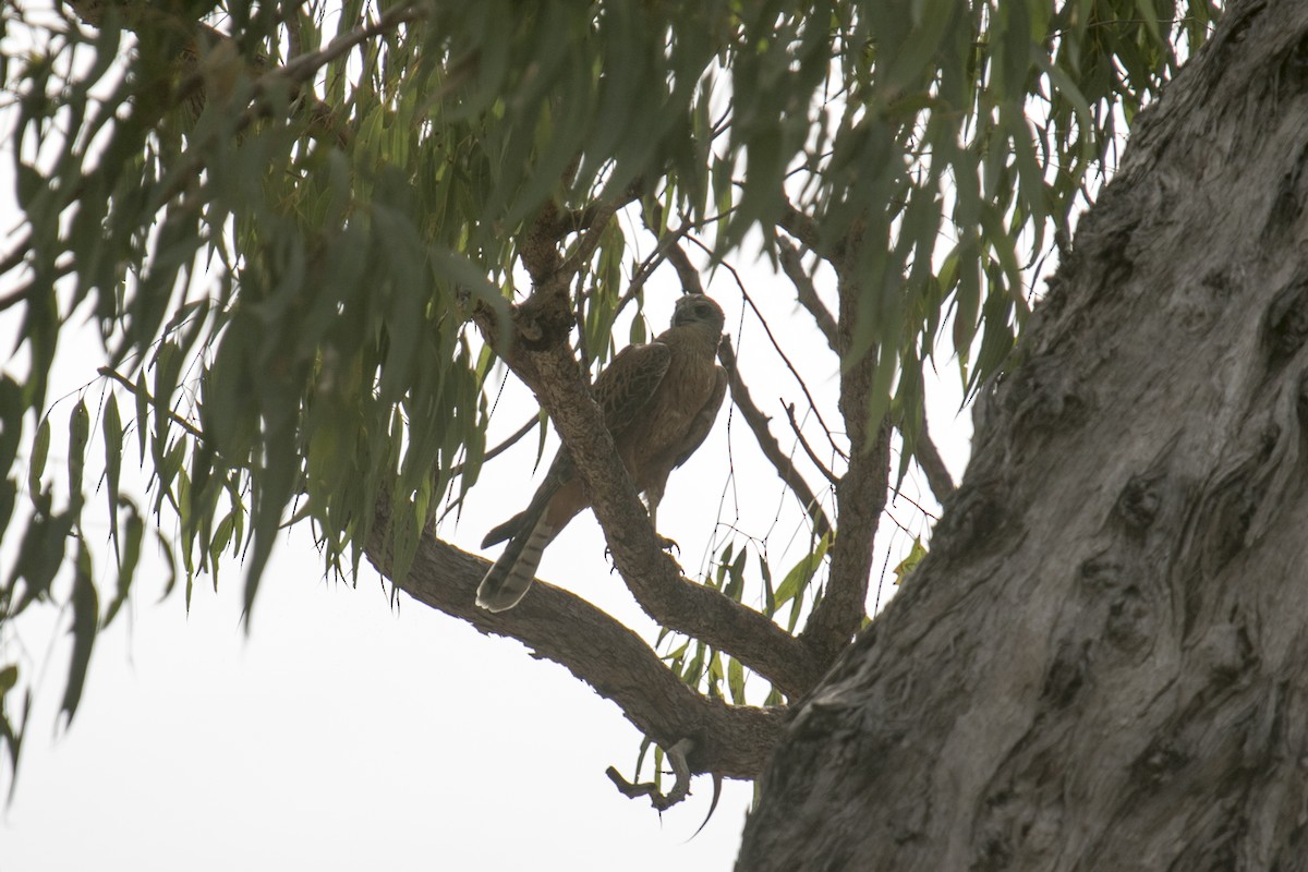 Red Goshawk - ML640402264