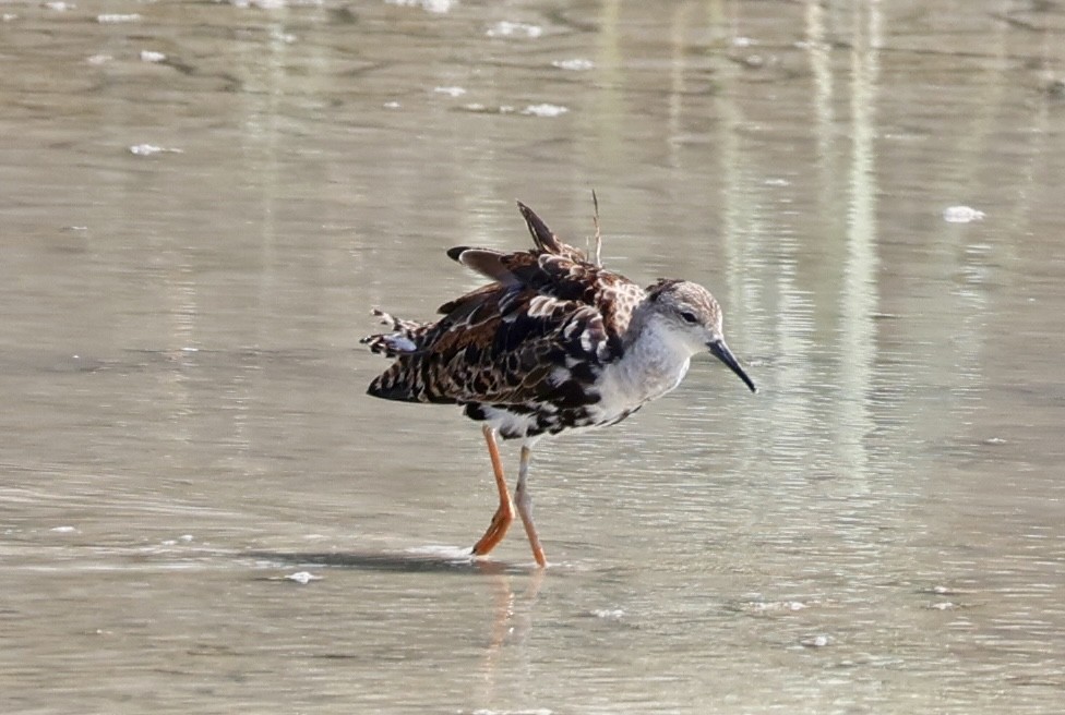 Ruff - ML640402268