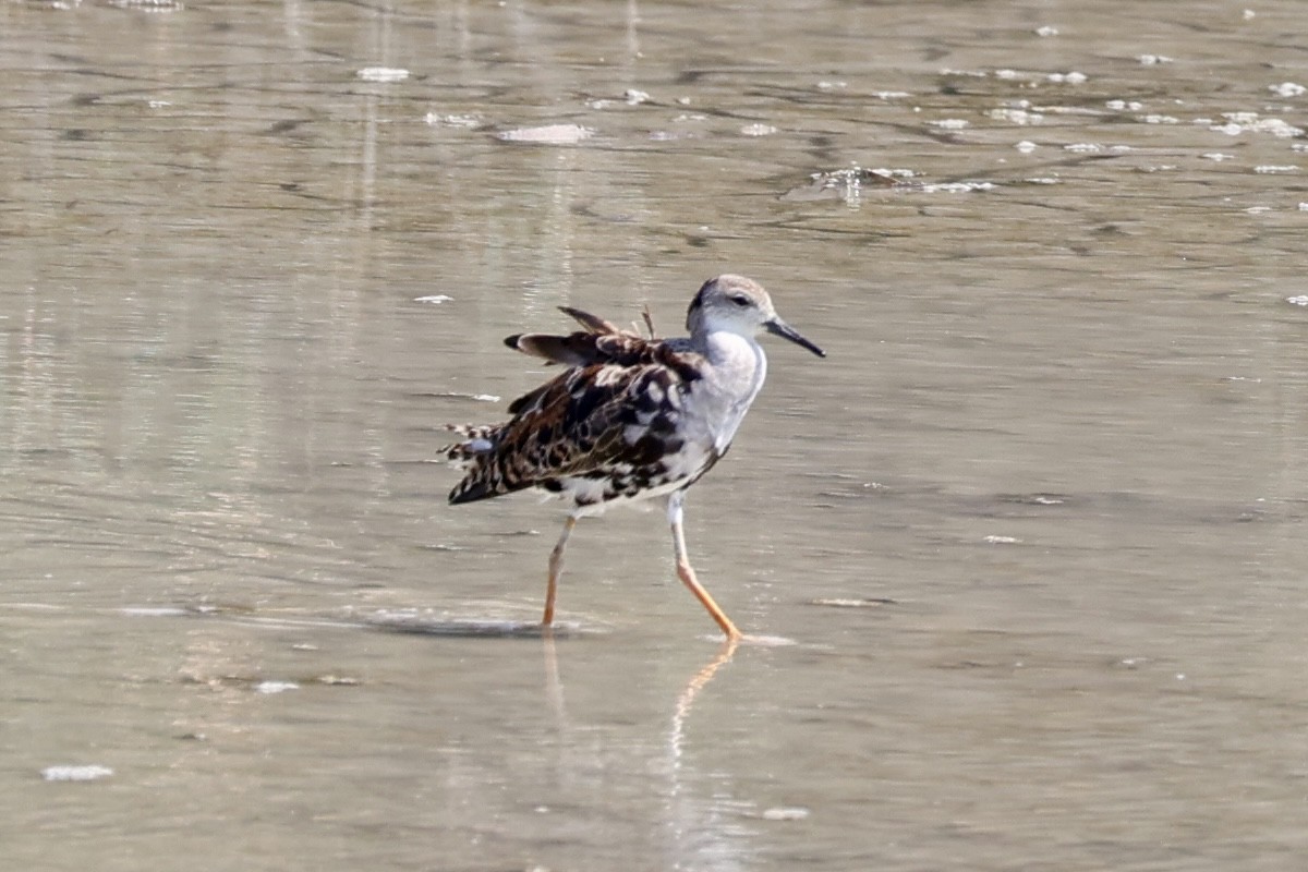Ruff - ML640402269