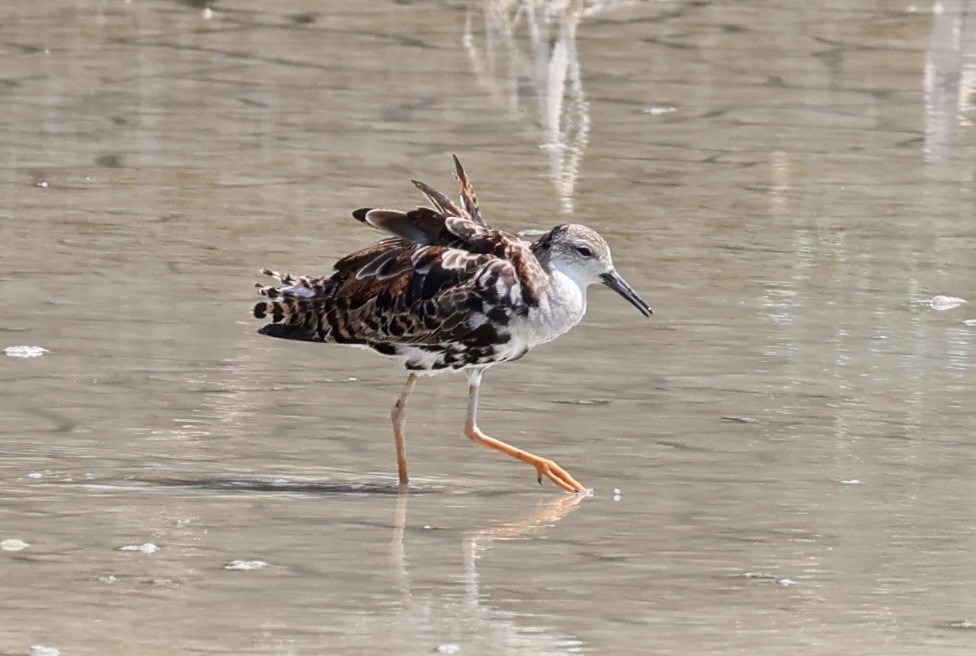 Ruff - ML640402270