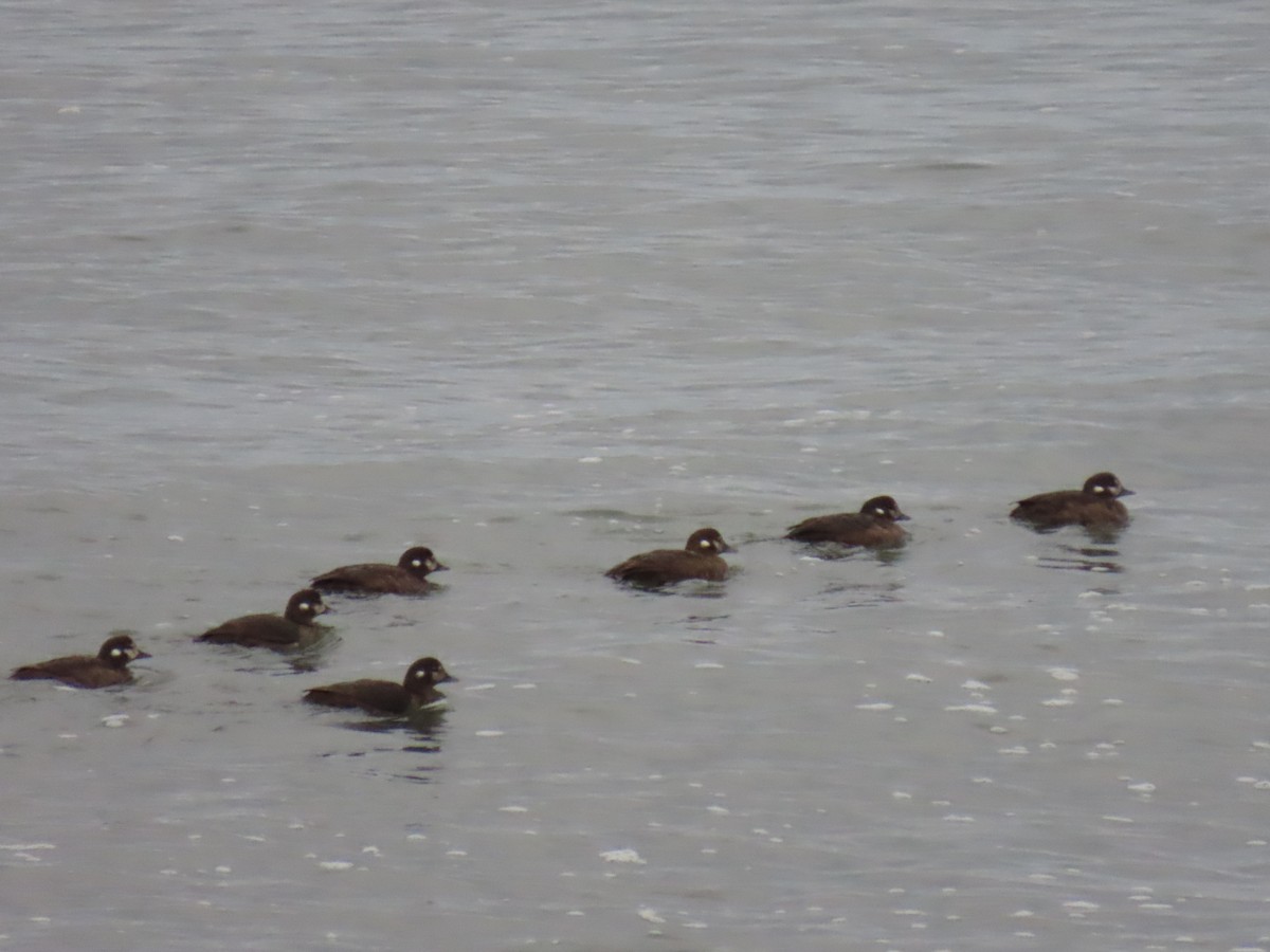 Harlequin Duck - ML640402271