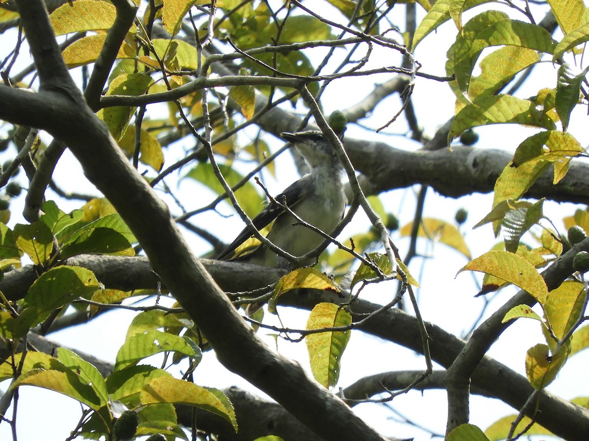 Ashy Minivet - ML640402281