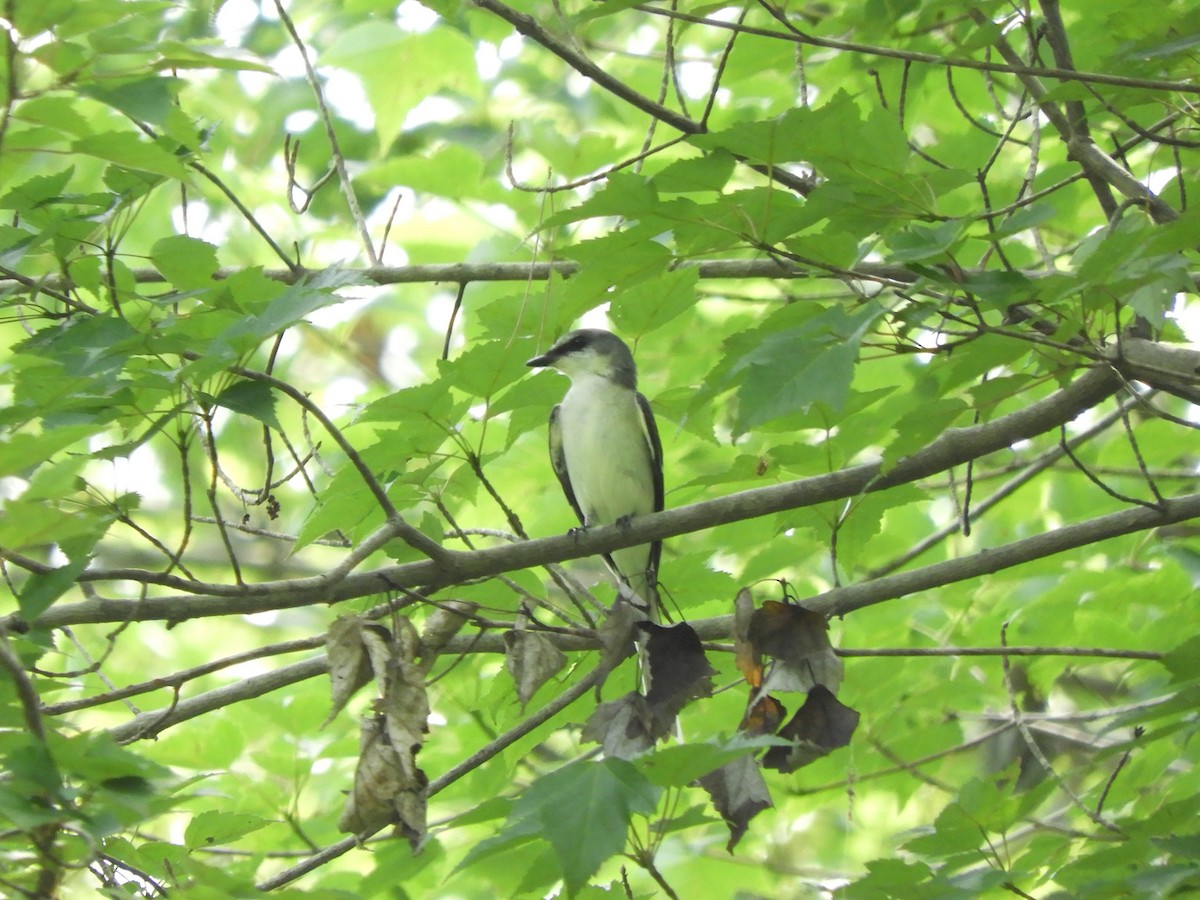 Ashy Minivet - ML640402282