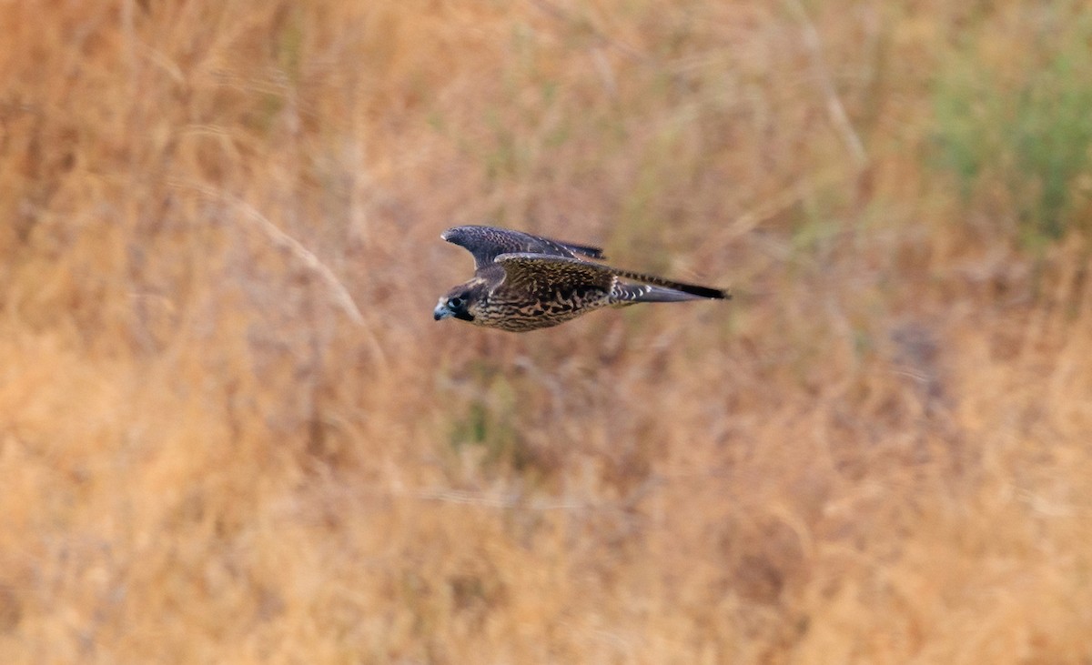 Peregrine Falcon - ML640402291
