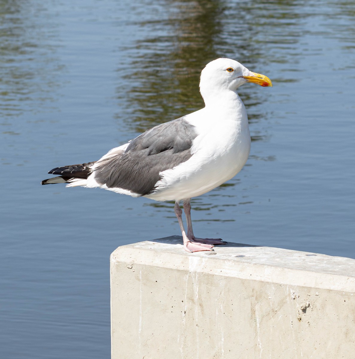 Western Gull - ML640402346