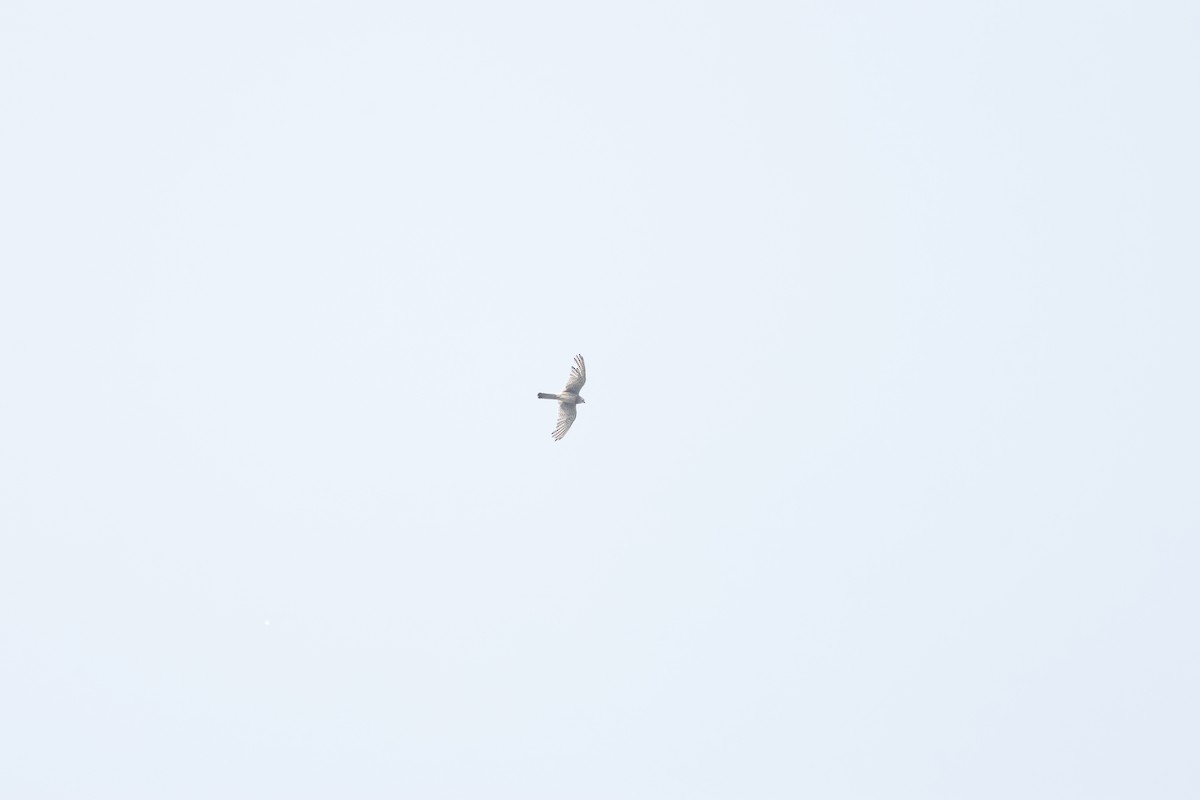 チョウゲンボウ - ML640402352