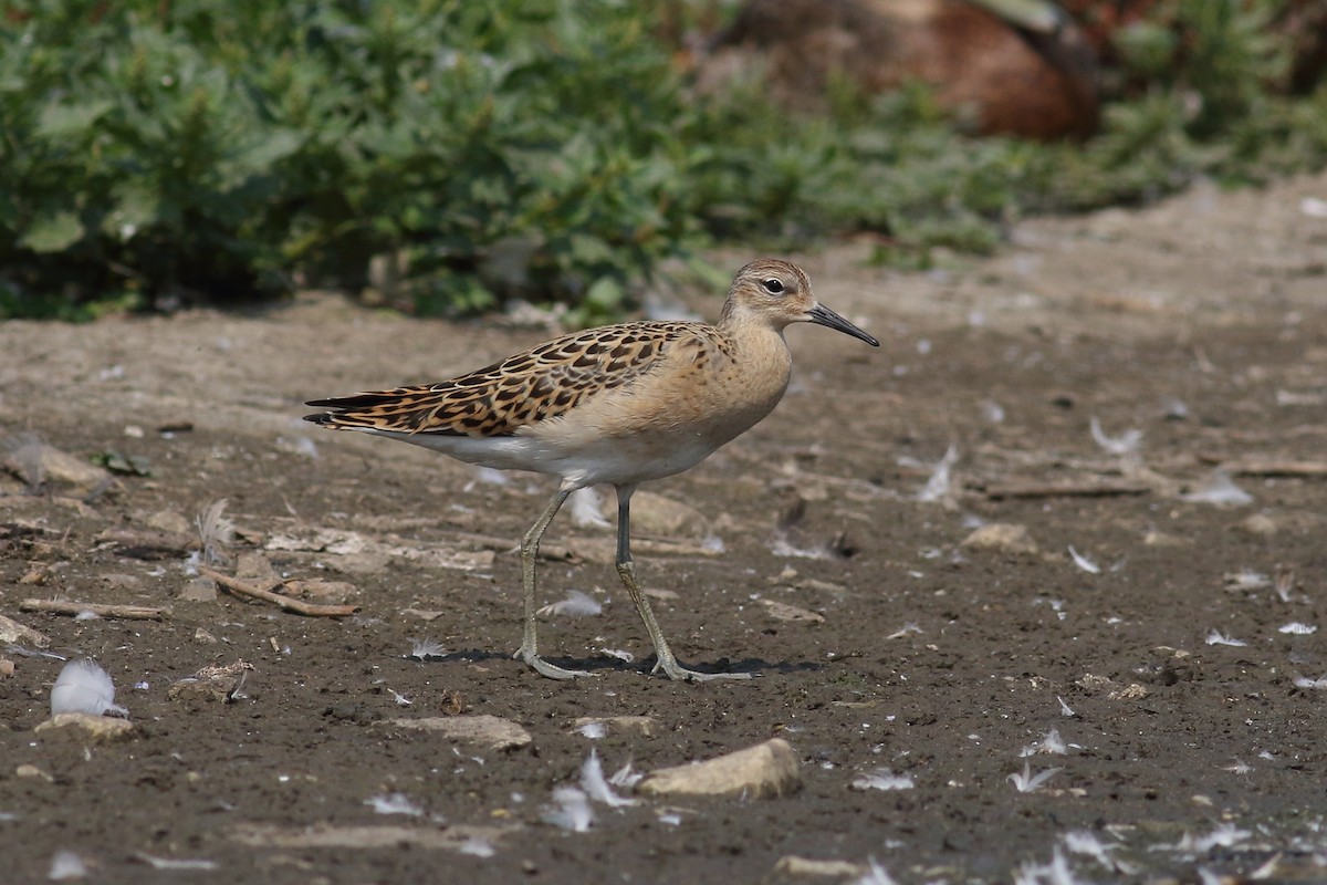 Ruff - ML640402563