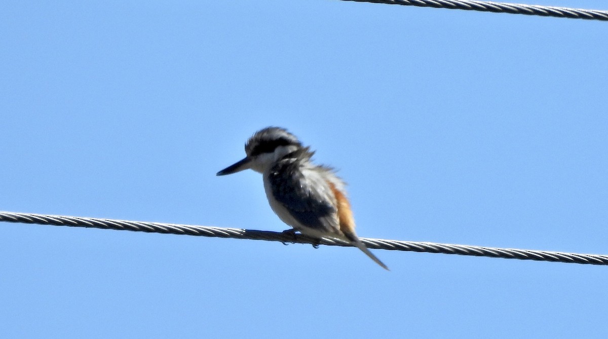 Red-backed Kingfisher - ML640402569