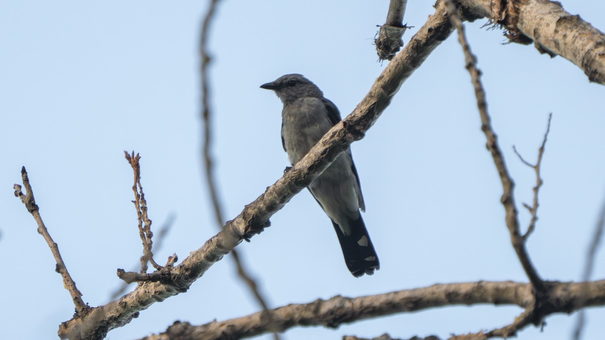 Black-winged Cuckooshrike - ML640402588