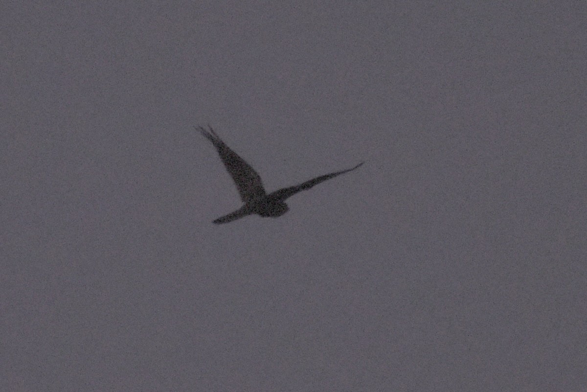 Great Eared-Nightjar - ML640402611