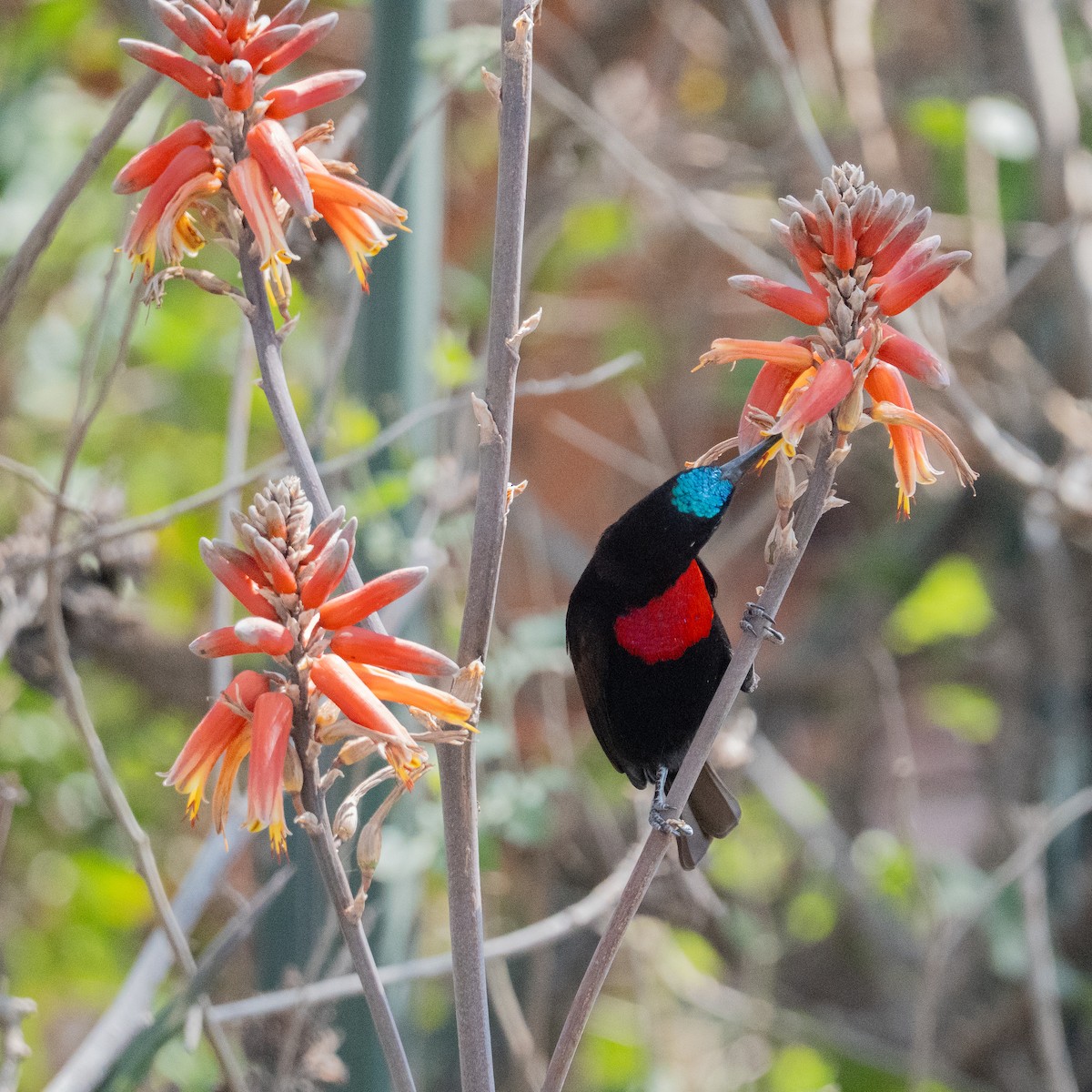 Scarlet-chested Sunbird - ML640402615