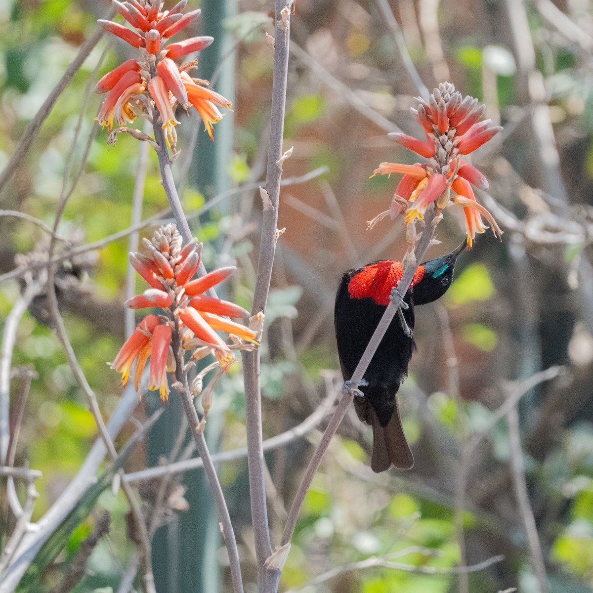 Scarlet-chested Sunbird - ML640402621