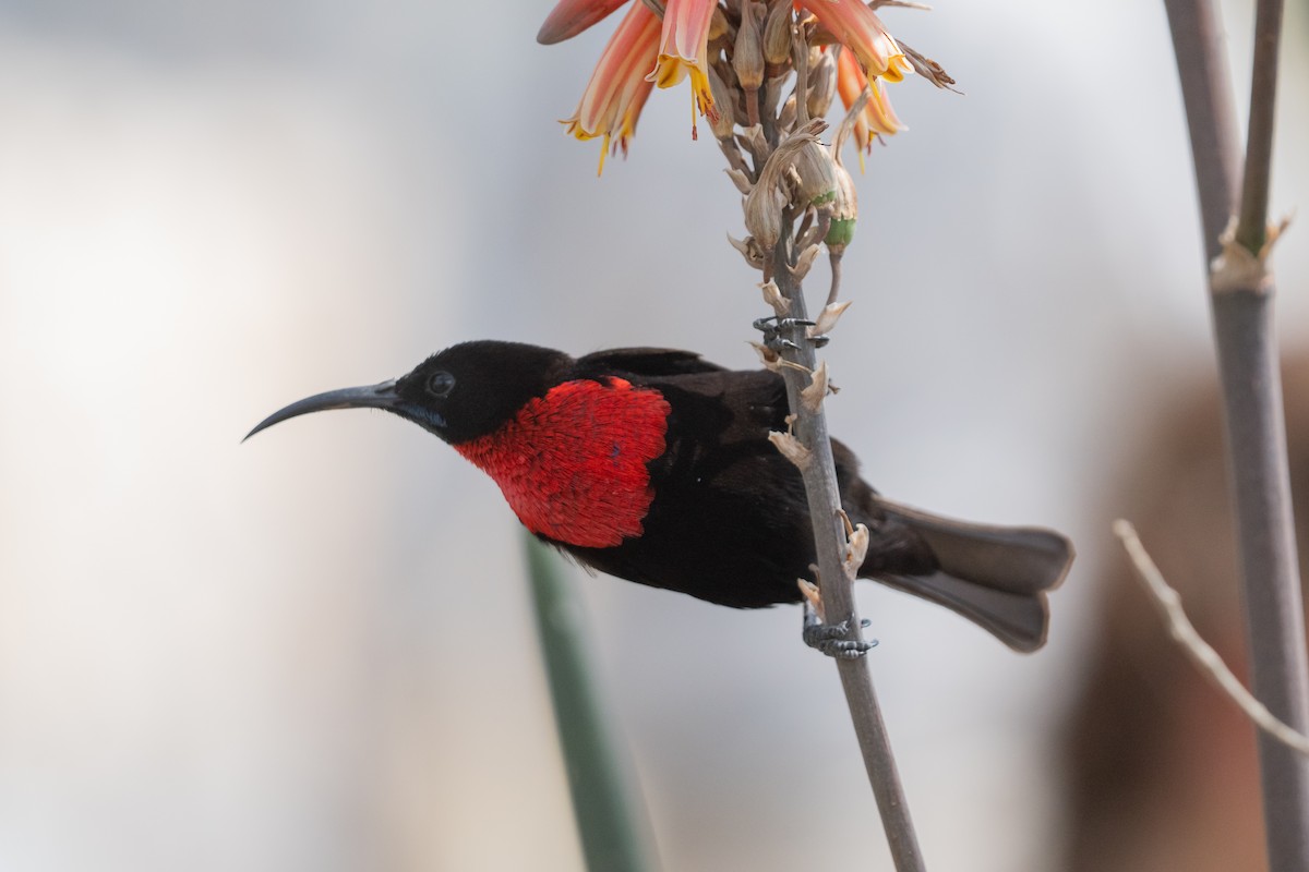 Scarlet-chested Sunbird - ML640402622