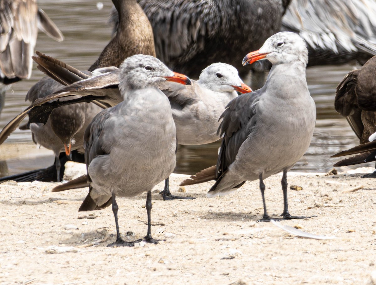 Heermann's Gull - ML640402644
