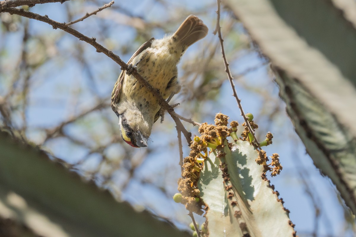 Red-fronted Barbet - ML640402699