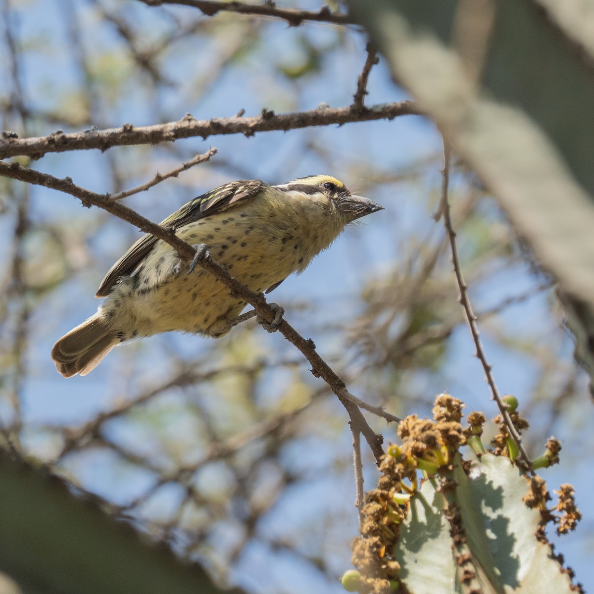 Red-fronted Barbet - ML640402701
