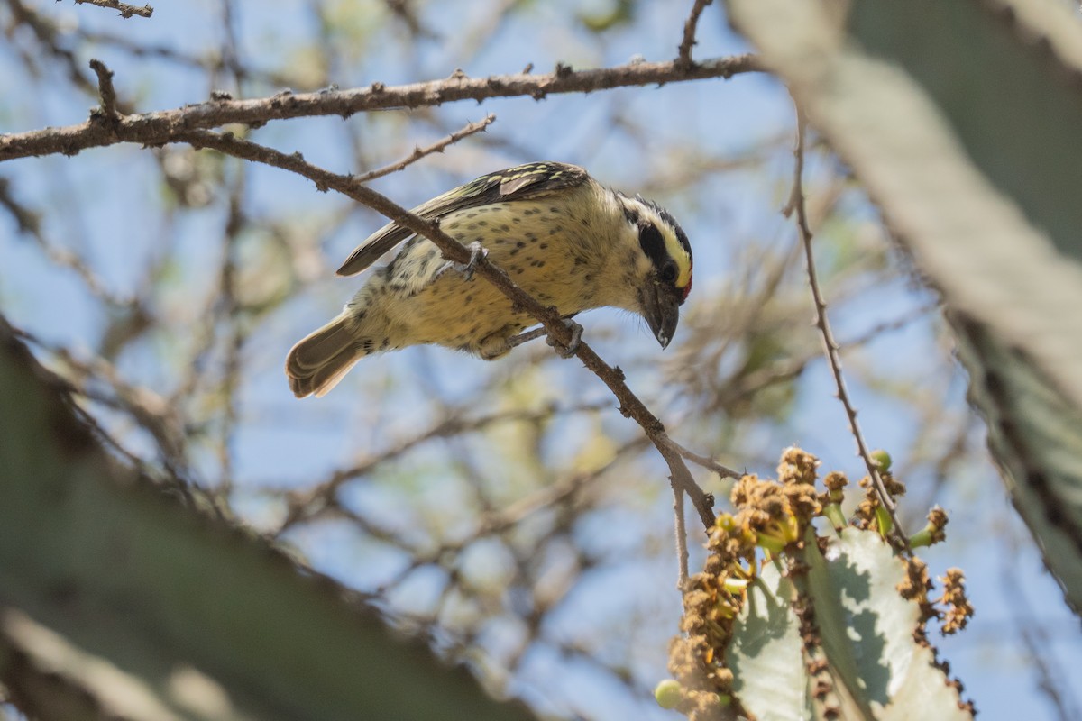 Red-fronted Barbet - ML640402702