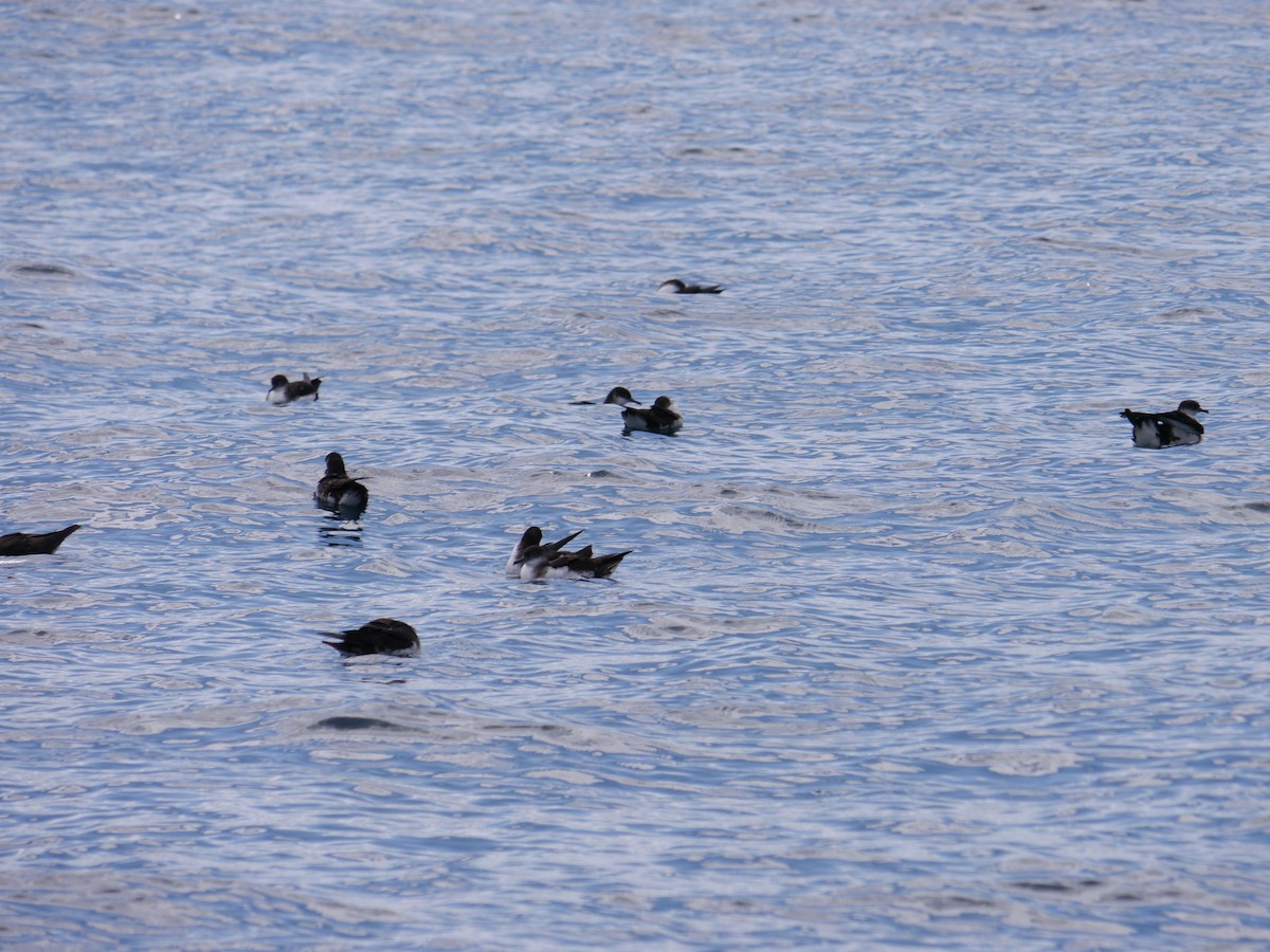 Manx Shearwater - ML640402719