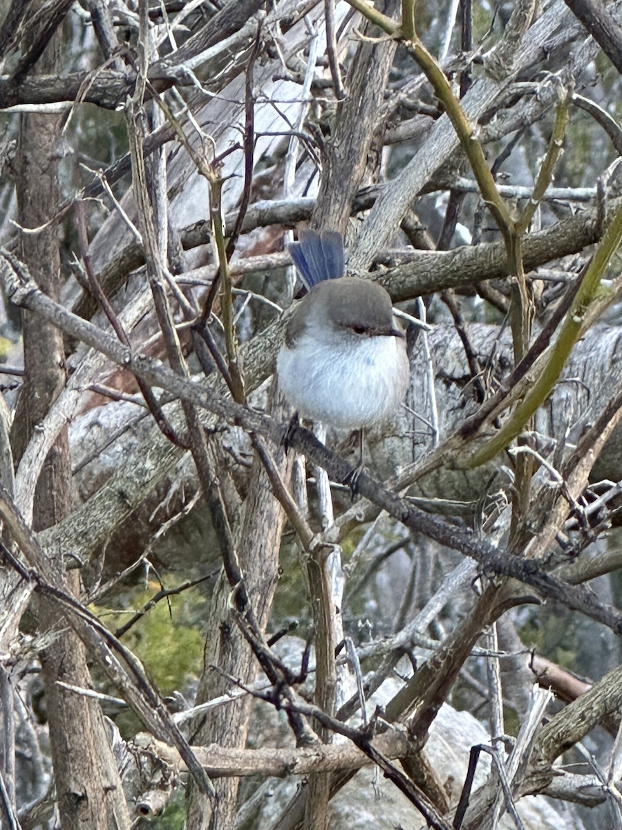 Superb Fairywren - ML640402720