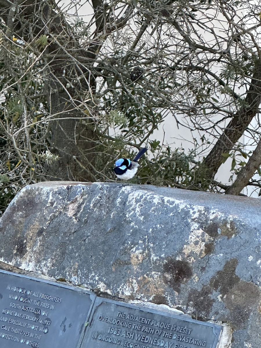 Superb Fairywren - ML640402721
