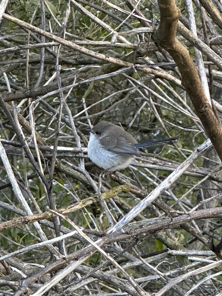 Superb Fairywren - ML640402723
